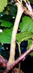 Biston betularia