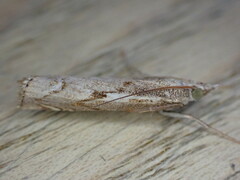 Agriphila geniculea