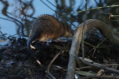 Hydromys chrysogaster