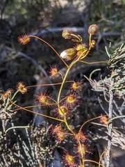 Drosera planchonii