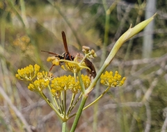 Polistes dominula