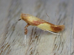 Caloptilia