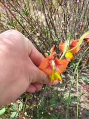 Gladiolus alatus