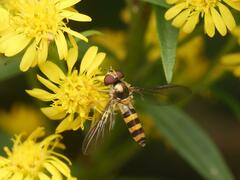 Meliscaeva cinctella