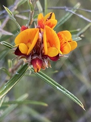 Pultenaea paleacea