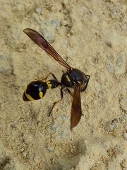 Eumenes