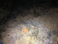 Lepidobolus preissianus