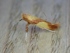 Caloptilia
