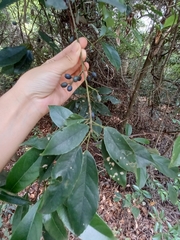 Elaeocarpus japonicus