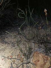 Lepidobolus preissianus