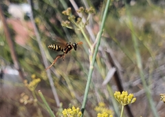 Polistes dominula