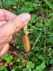 Phragmatobia fuliginosa