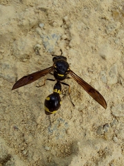 Eumenes