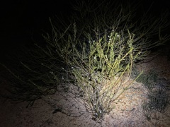 Cyanothamnus ramosus anethifolia