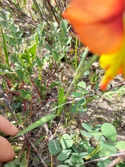 Gladiolus alatus