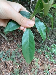 Elaeocarpus japonicus