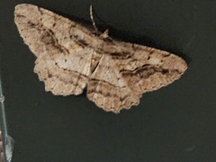 Neoalcis californiaria