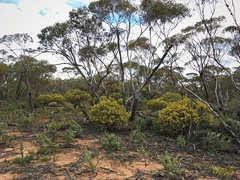 Senna artemisioides coriacea