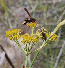 Polistes dominula