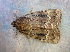 Amphipyra pyramidea