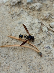 Eumenes