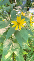 Helianthus divaricatus