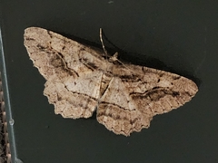 Neoalcis californiaria