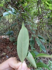 Elaeocarpus japonicus