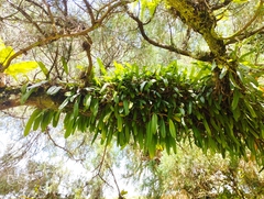 Bulbophyllum vaginatum