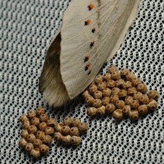 Pinara metaphaea