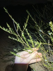 Cyanothamnus ramosus anethifolia