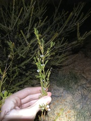 Cyanothamnus ramosus anethifolia