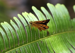 Ampittia virgata