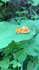 Cirrhophanus triangulifer