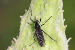 Penthetria heteroptera
