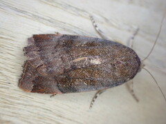 Noctua janthe