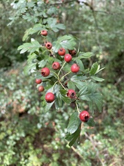 Crataegus laevigata