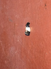 Epiblema tripartitana