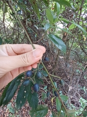 Elaeocarpus japonicus