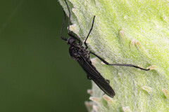 Penthetria heteroptera