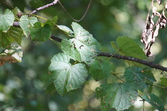 Phyllocnistis vitegenella