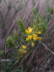 Phyllota phylicoides
