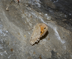 Pseudochazara pelopea