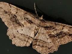 Neoalcis californiaria