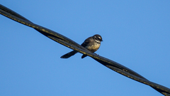 Rhipidura albiscapa