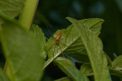 Tetragnatha extensa