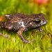 Drewes' Moss Frog - Photo (c) Tyrone Ping, some rights reserved (CC BY-NC), uploaded by Tyrone Ping