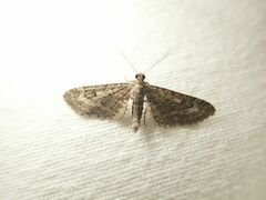Eupithecia