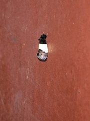 Epiblema tripartitana