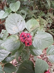 Clerodendrum canescens